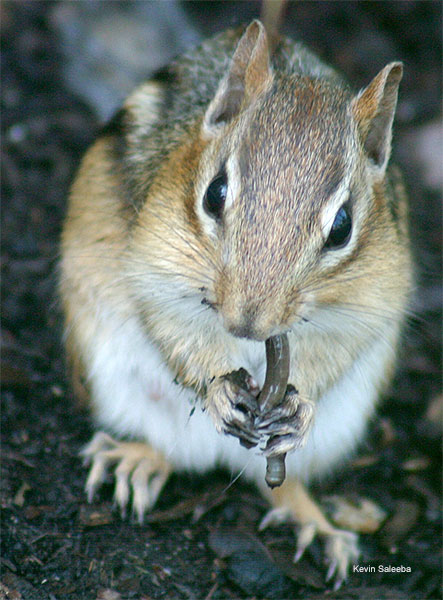 Chipmunk Lunch by Kevin Saleeba